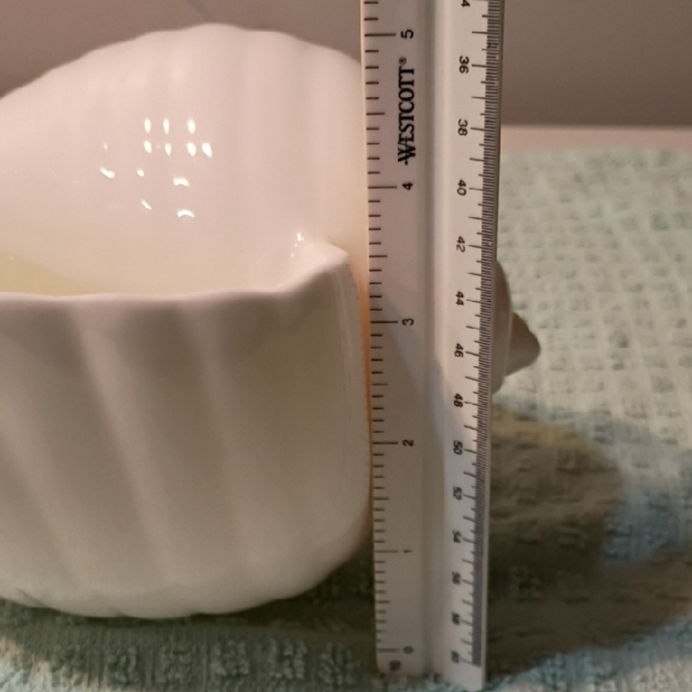 Wedgwood Nautilus Collection SeaShell Bone China England Seashore Beach Summer - Picture 7 of 7